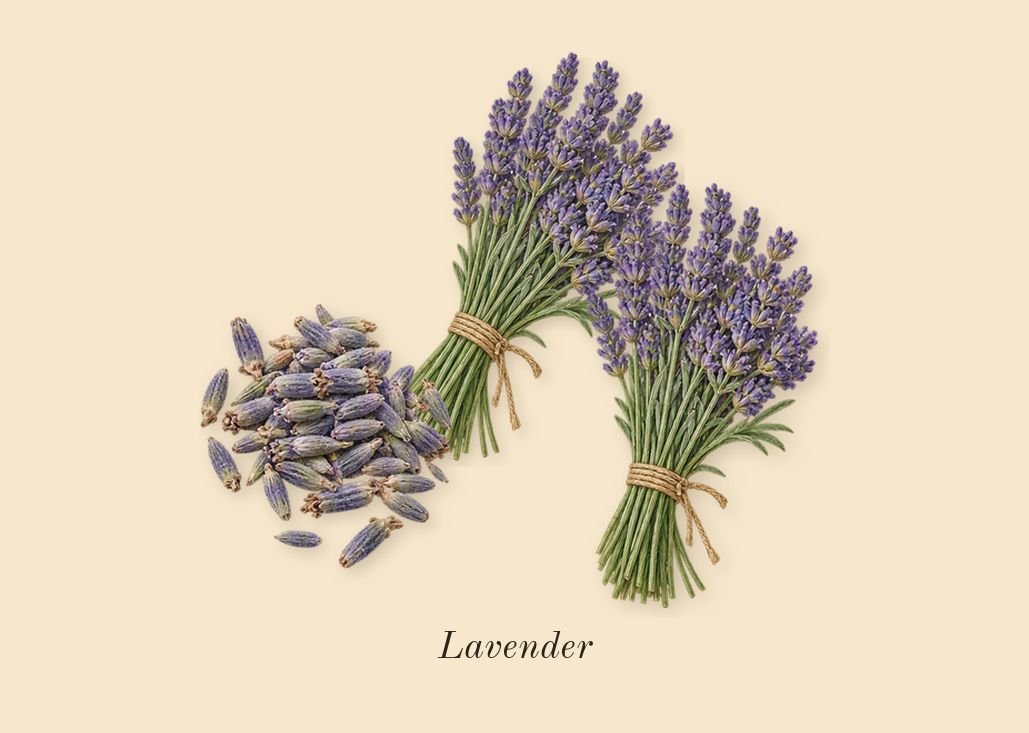 Phantom Intense, heart: Lavender