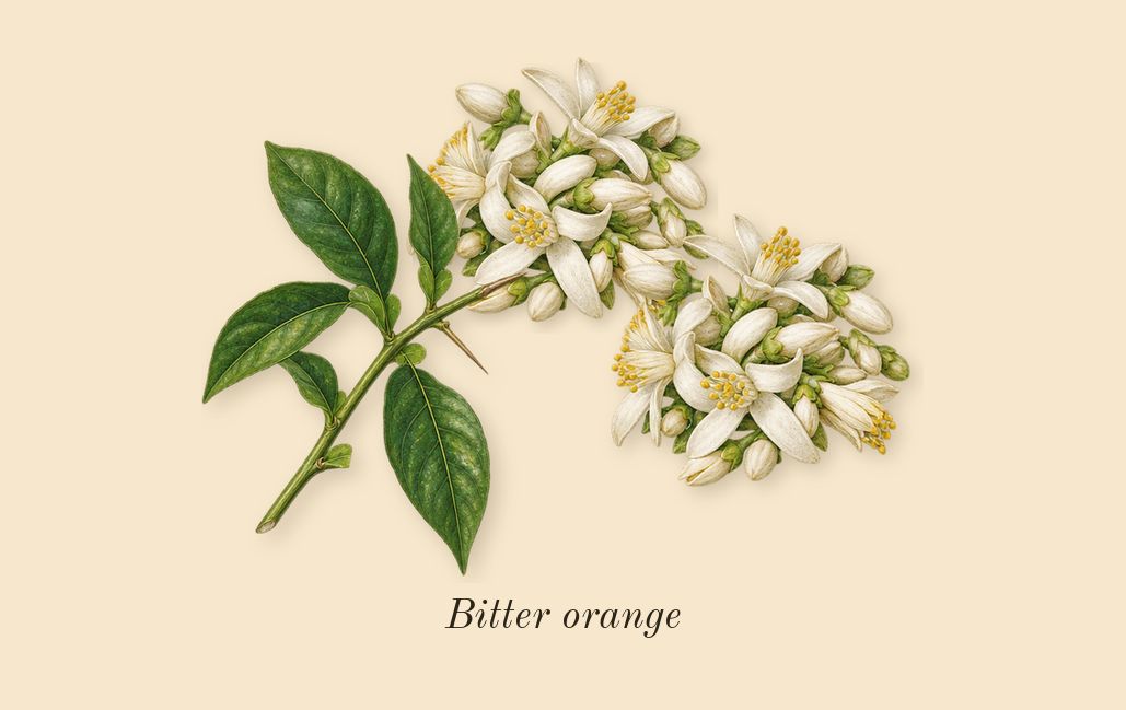 Phantom Intense, top notes: Bitter orange