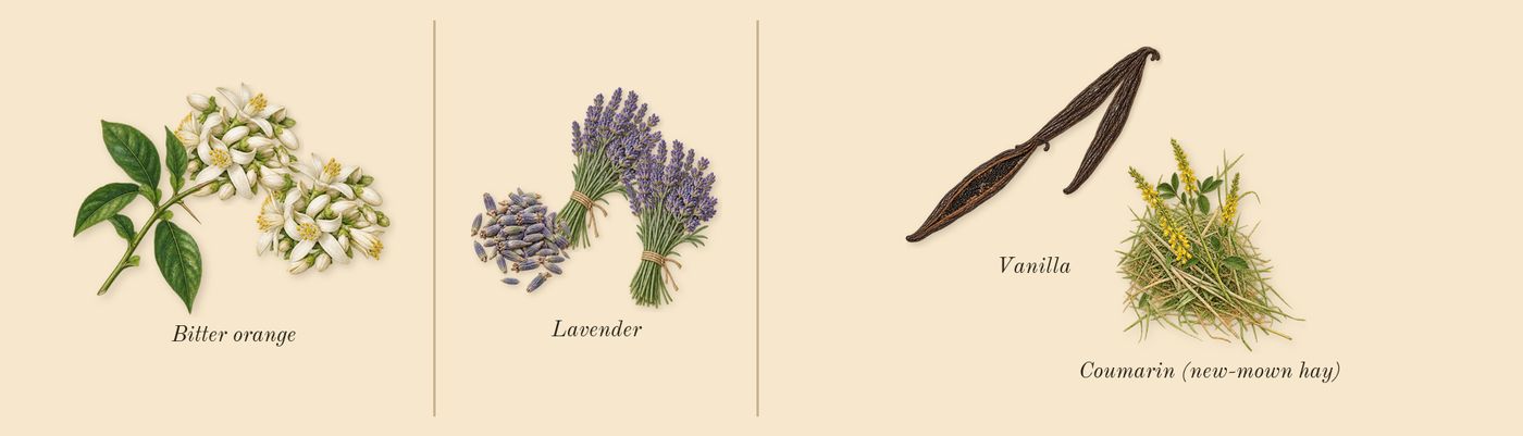 Phantom Intense’s scent picture, a draft: bitter orange, lavender, vanilla, coumarin (new-mown hay) drawn so far; dashed outlines where nothing is drawn yet