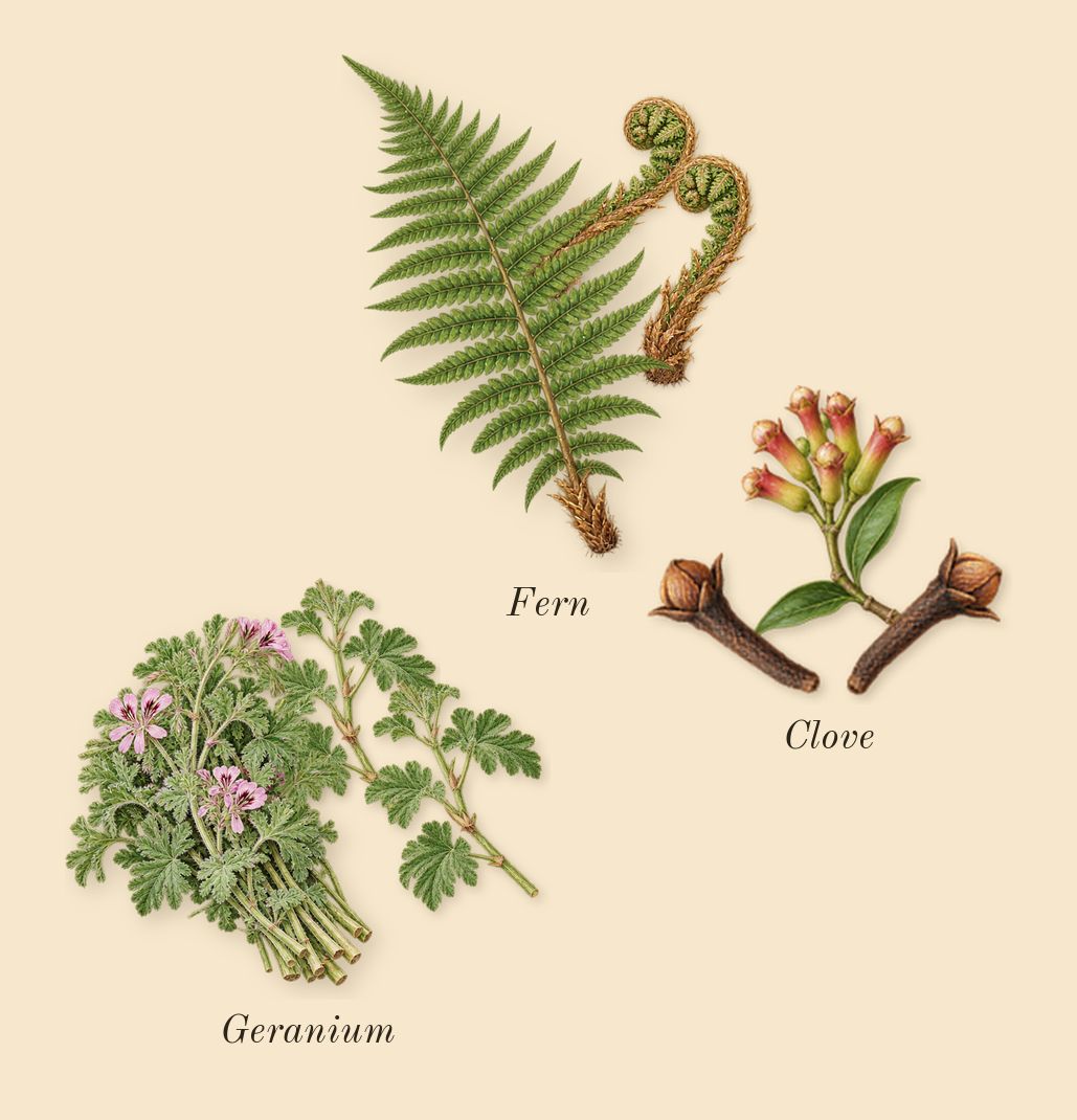 Pour Homme, heart: Geranium, Clove, Fern