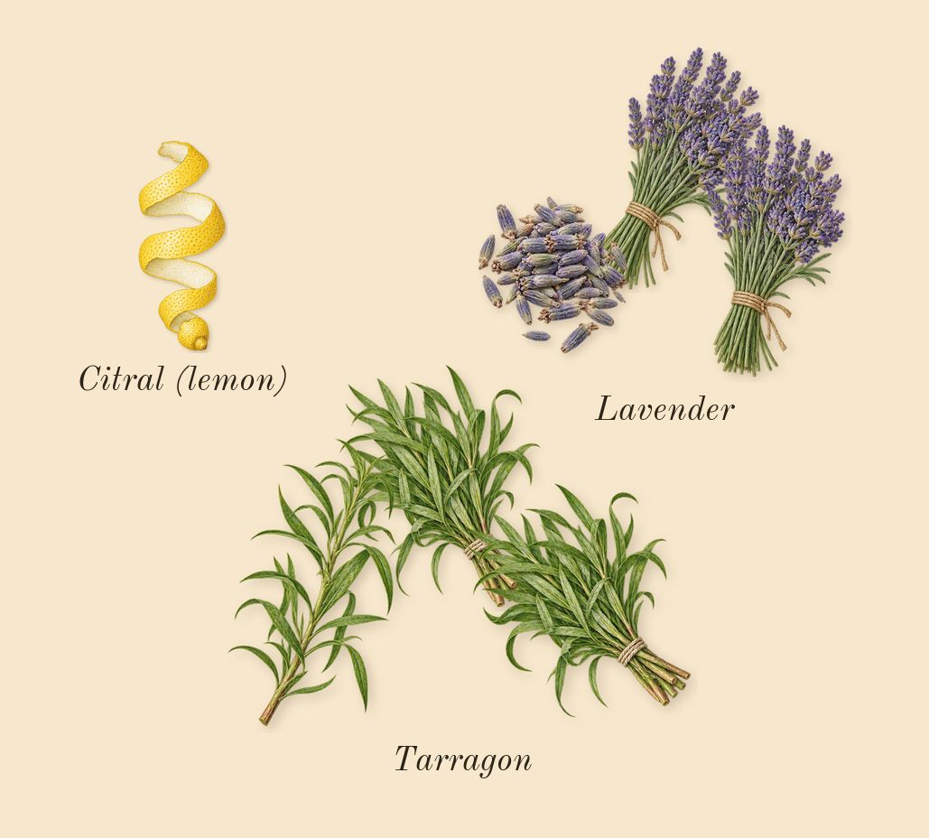 Pour Homme, top notes: Lavender, Tarragon, Citral (lemon)