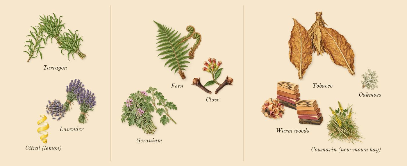 Pour Homme’s scent picture, a draft: lavender, tarragon, geranium, clove, warm woods, tobacco drawn so far; dashed outlines where nothing is drawn yet