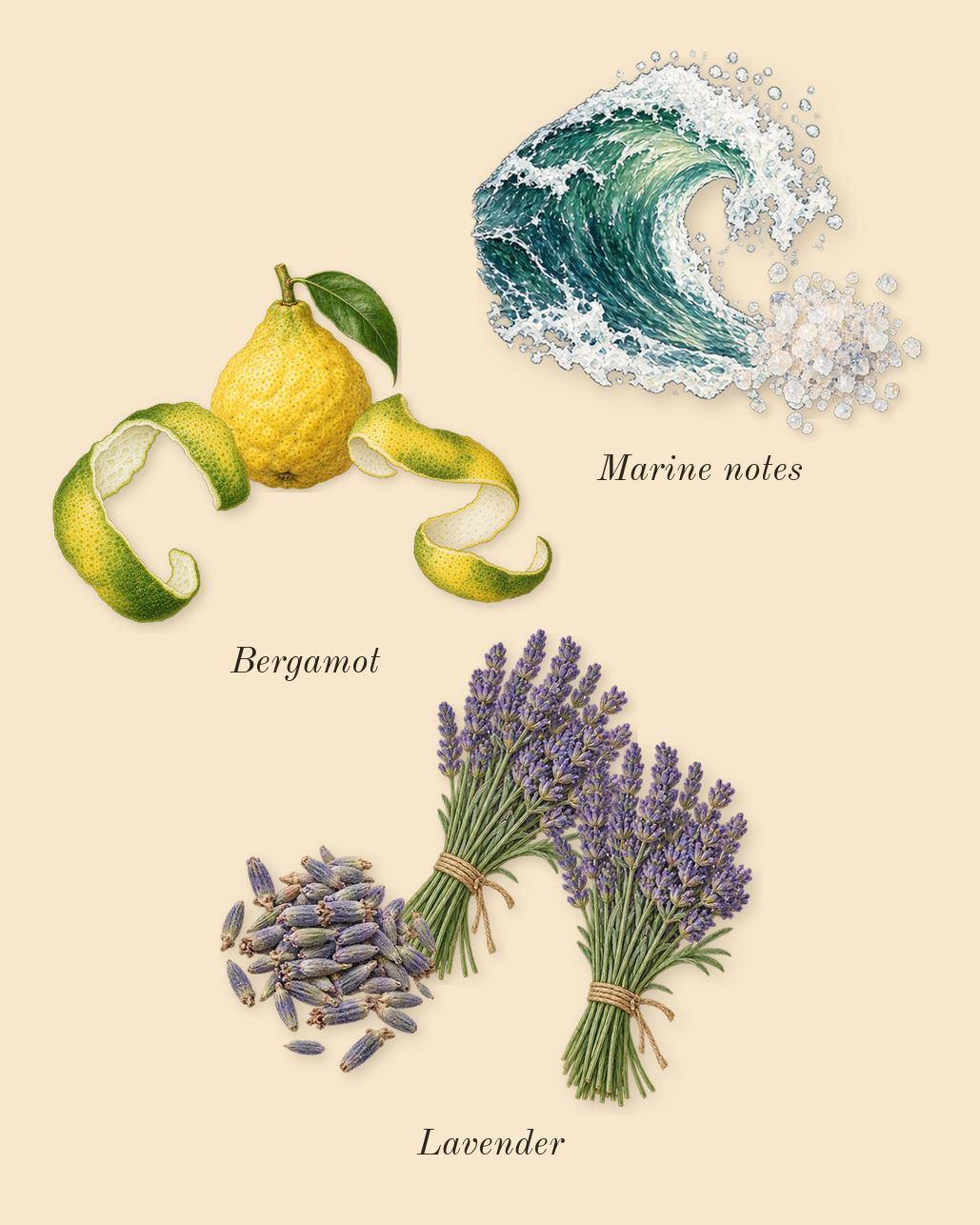 Polo 67, top notes: Bergamot, Marine notes, Lavender