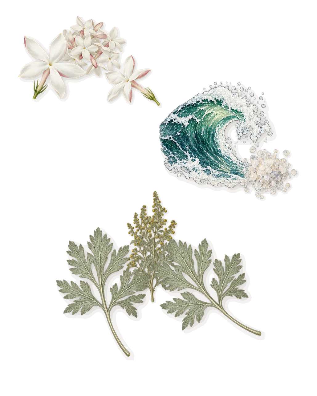 Polo Black, as it settles: Marine notes, Jasmine (Hedione), Artemisia