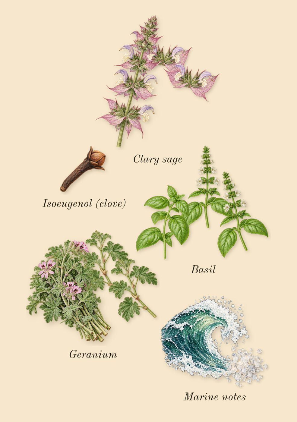 Polo Blue, heart: Marine notes, Clary sage, Geranium, Basil, Isoeugenol (clove)