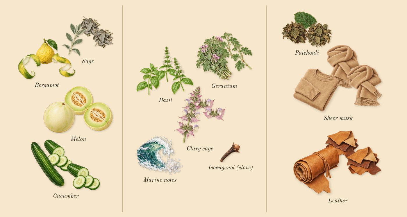 Polo Blue’s scent picture, a draft: melon, cucumber, bergamot, marine notes, clary sage, geranium drawn so far; dashed outlines where nothing is drawn yet