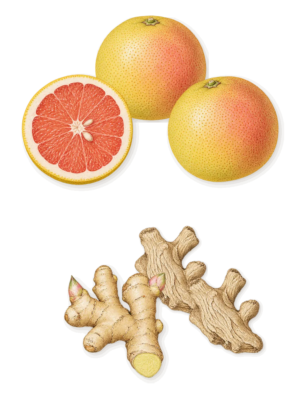 Polo Red, when you spray it: Ginger, Grapefruit