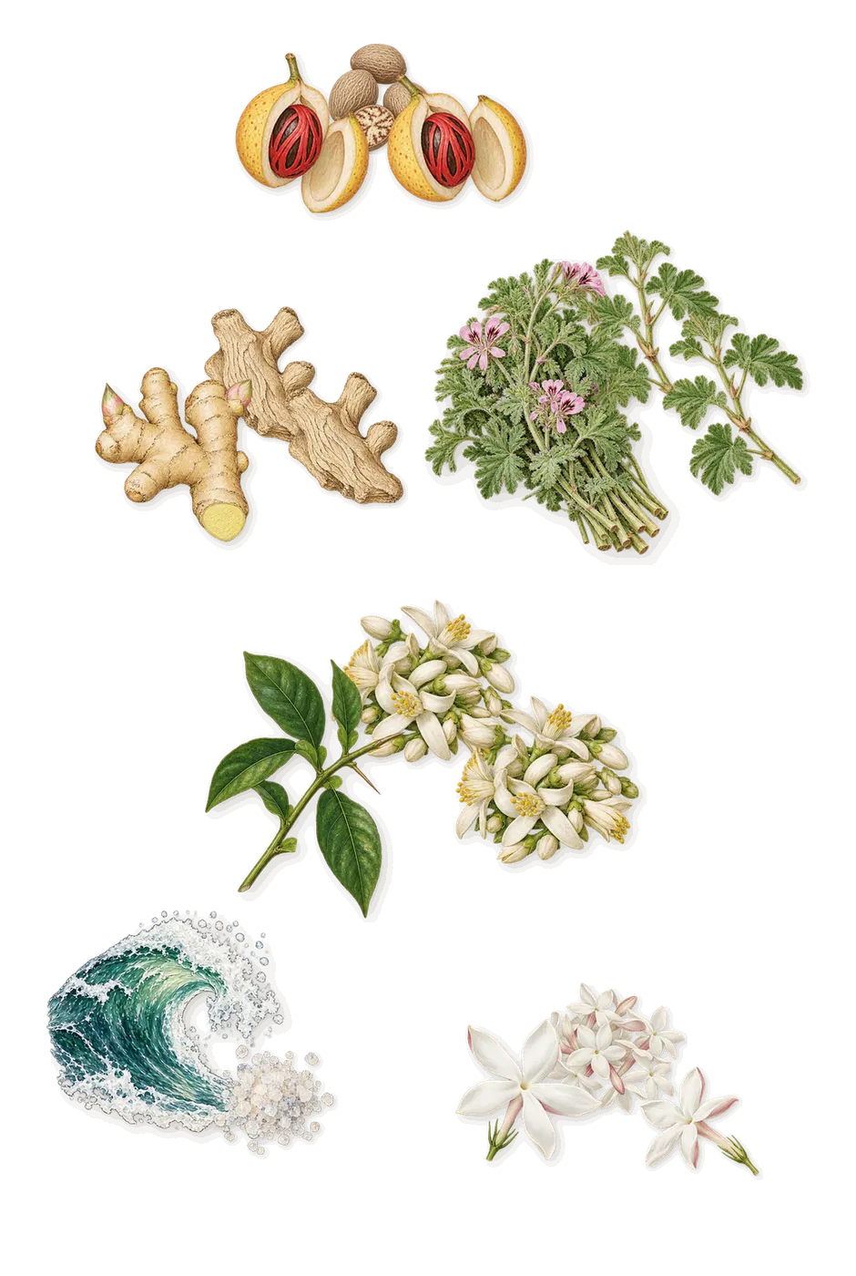 Polo Sport, as it settles: Marine notes, Geranium, Ginger, Jasmine, Nutmeg, Bitter orange