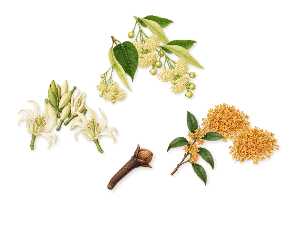 Ralph, as it settles: Magnolia, Linden, Osmanthus, Isoeugenol (clove)