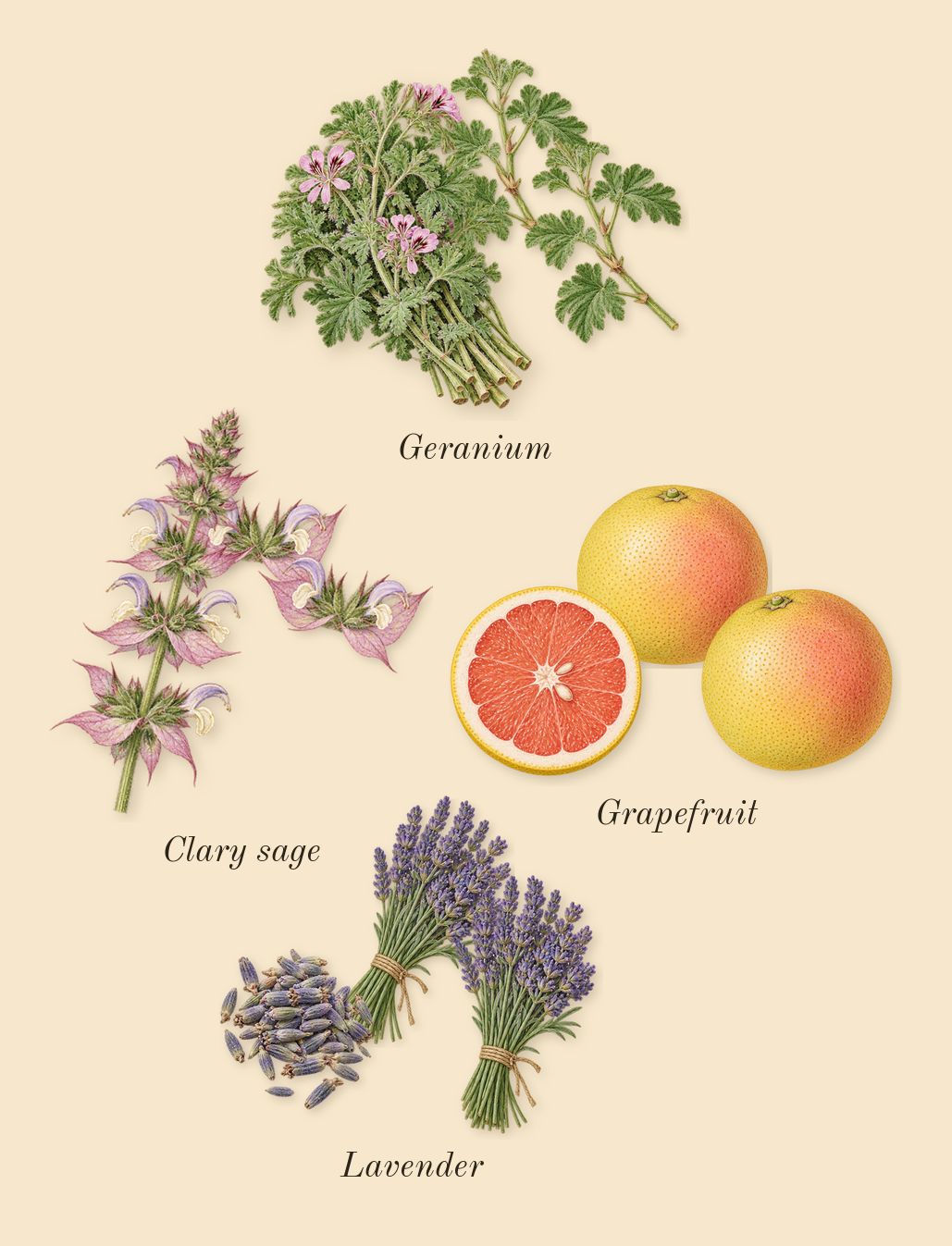 Ralph's Club, top notes: Lavender, Clary sage, Grapefruit, Geranium