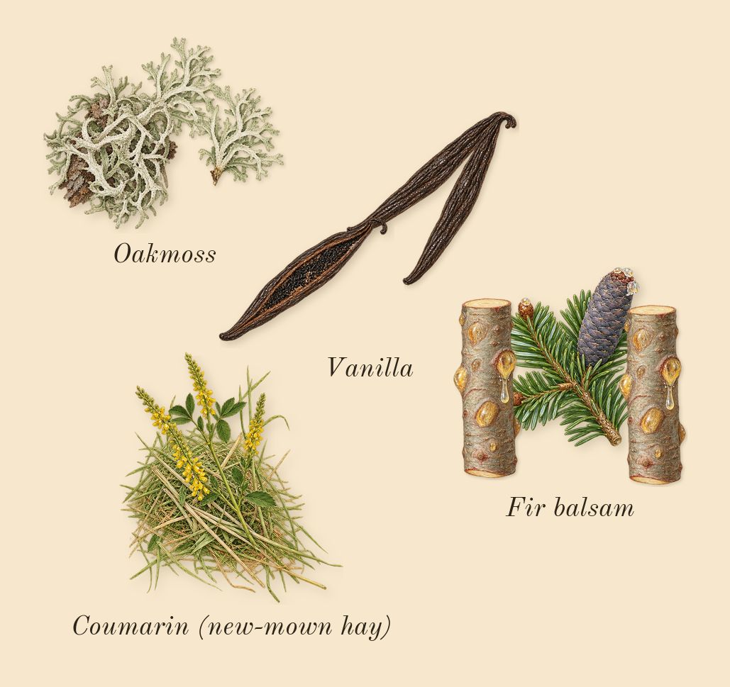 Ralph's Club New York, dry-down: Oakmoss, Fir balsam, Vanilla, Coumarin (new-mown hay)