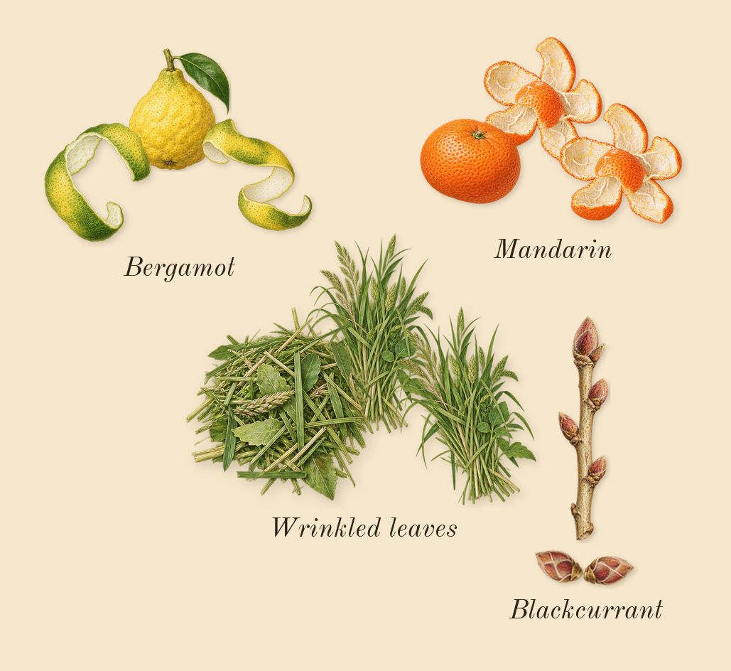 Ralph's Club New York, top notes: Blackcurrant, Wrinkled leaves, Mandarin, Bergamot