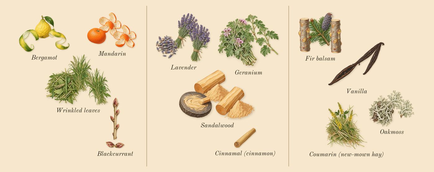 Ralph's Club New York’s scent picture, a draft: blackcurrant, wrinkled leaves, mandarin, bergamot, lavender, geranium drawn so far; dashed outlines where nothing is drawn yet