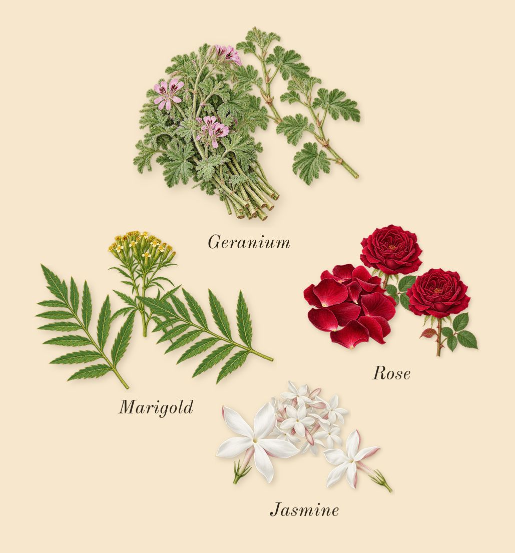 Romance, heart: Rose, Jasmine, Marigold, Geranium