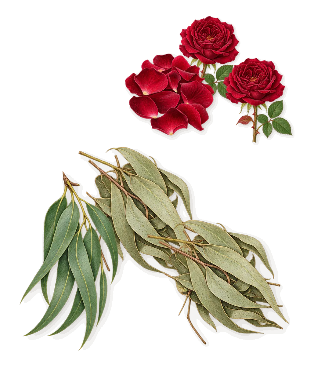 Élise, as it settles: Rose, Eucalyptus