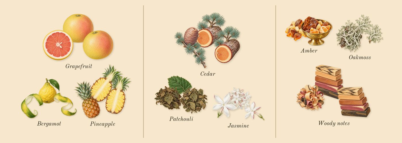 Hawas Black’s scent picture, a draft: pineapple, grapefruit, bergamot, cedar, patchouli, jasmine drawn so far; dashed outlines where nothing is drawn yet