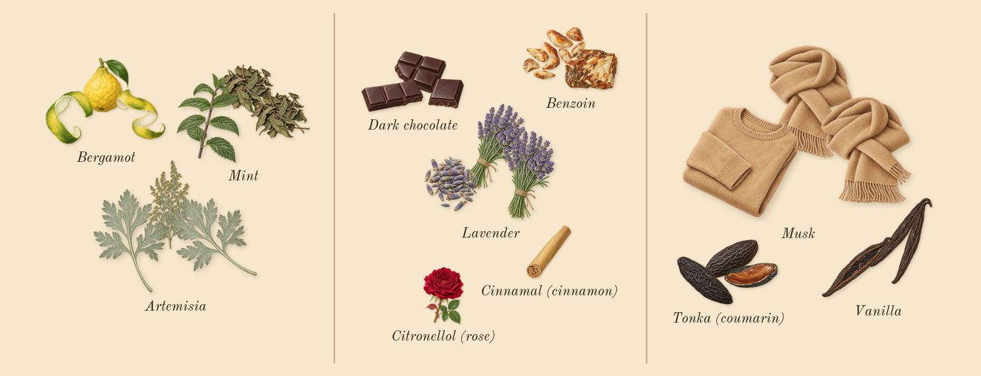 Hawas Elixir’s scent picture, a draft: mint, bergamot, artemisia, lavender, dark chocolate, benzoin drawn so far; dashed outlines where nothing is drawn yet