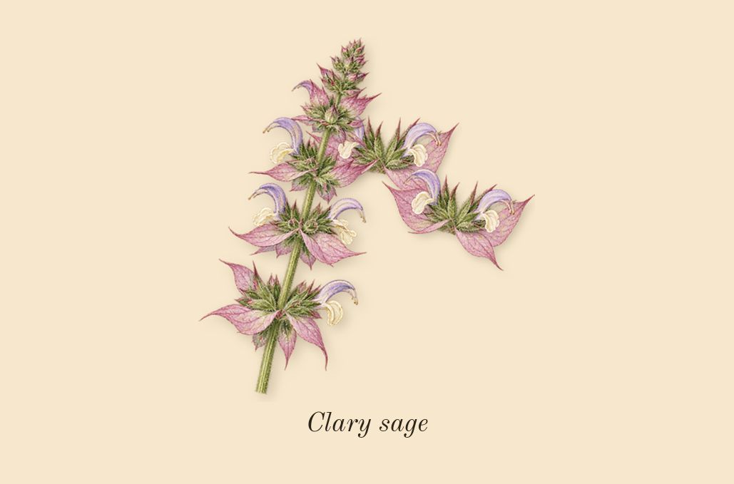 Hawas Fire, top notes: Clary sage