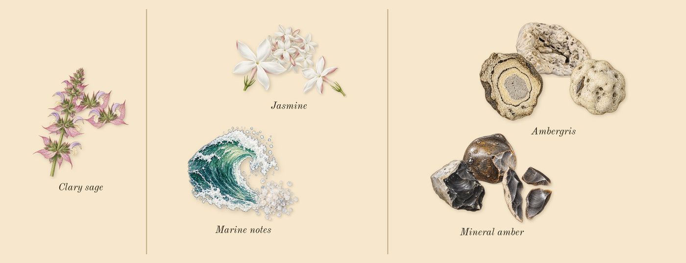 Hawas Fire’s scent picture, a draft: clary sage, jasmine, marine notes, ambergris, mineral amber drawn so far; dashed outlines where nothing is drawn yet