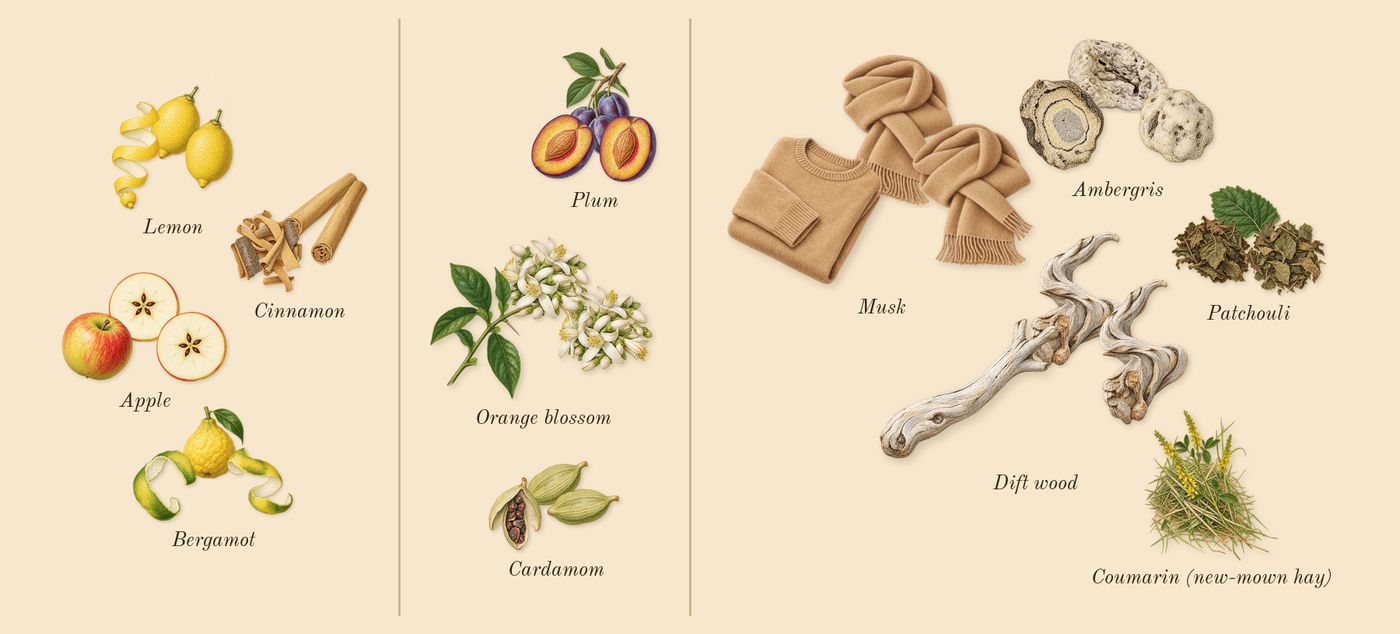 Hawas For Him’s scent picture, a draft: apple, bergamot, lemon, cinnamon, orange blossom, cardamom drawn so far; dashed outlines where nothing is drawn yet