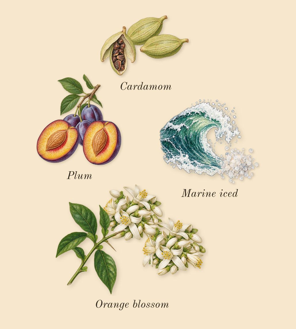 Hawas Ice, heart: Orange blossom, Marine iced, Plum, Cardamom