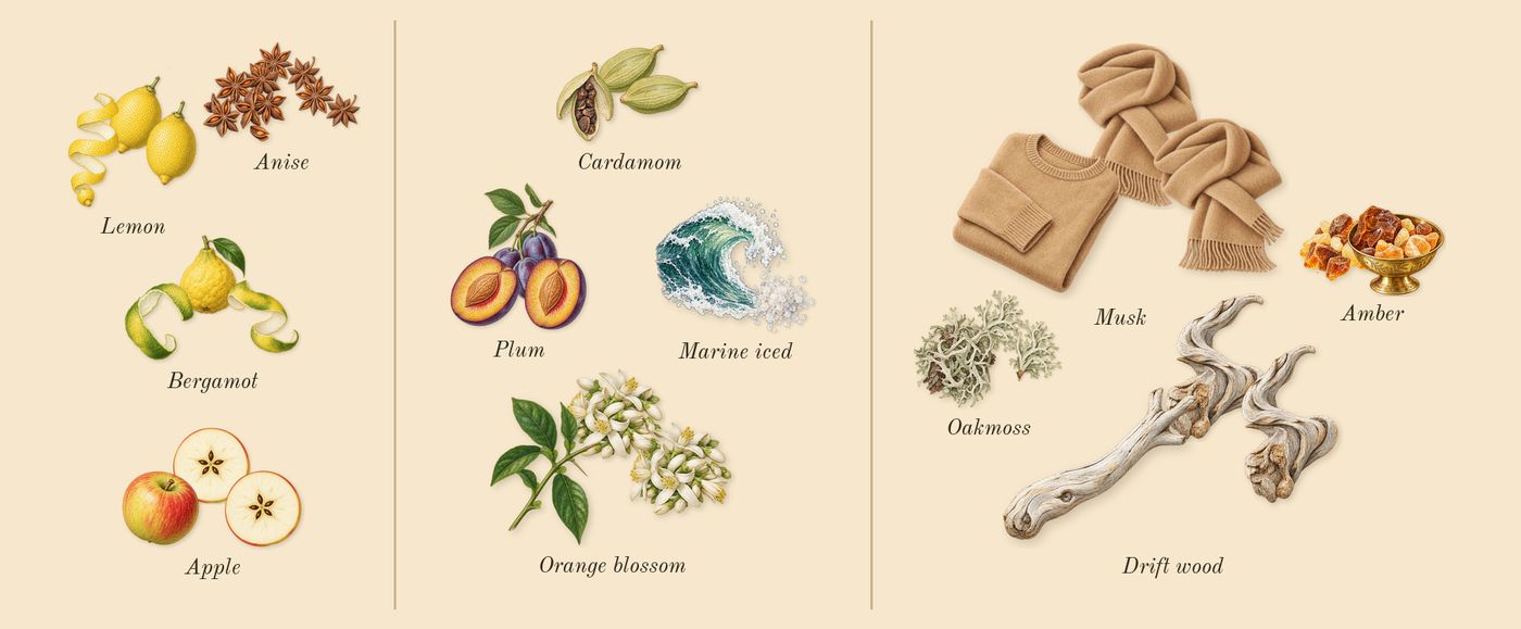 Hawas Ice’s scent picture, a draft: apple, bergamot, lemon, anise, orange blossom, marine iced drawn so far; dashed outlines where nothing is drawn yet