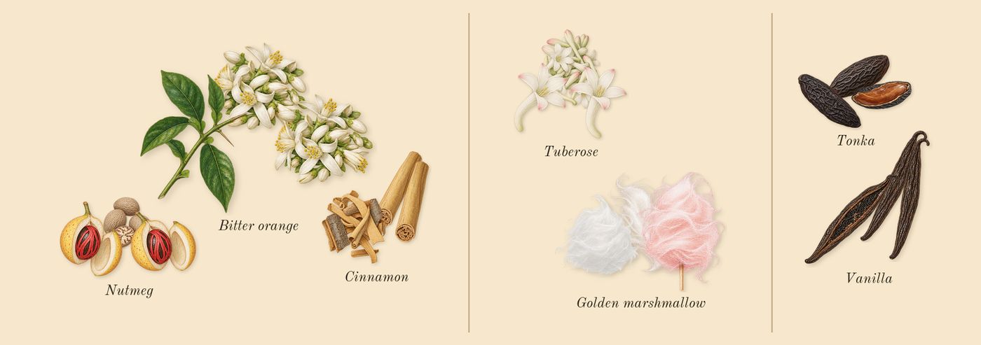 Hawas Pink’s scent picture, a draft: bitter orange, cinnamon, nutmeg, tuberose, golden marshmallow, vanilla drawn so far; dashed outlines where nothing is drawn yet