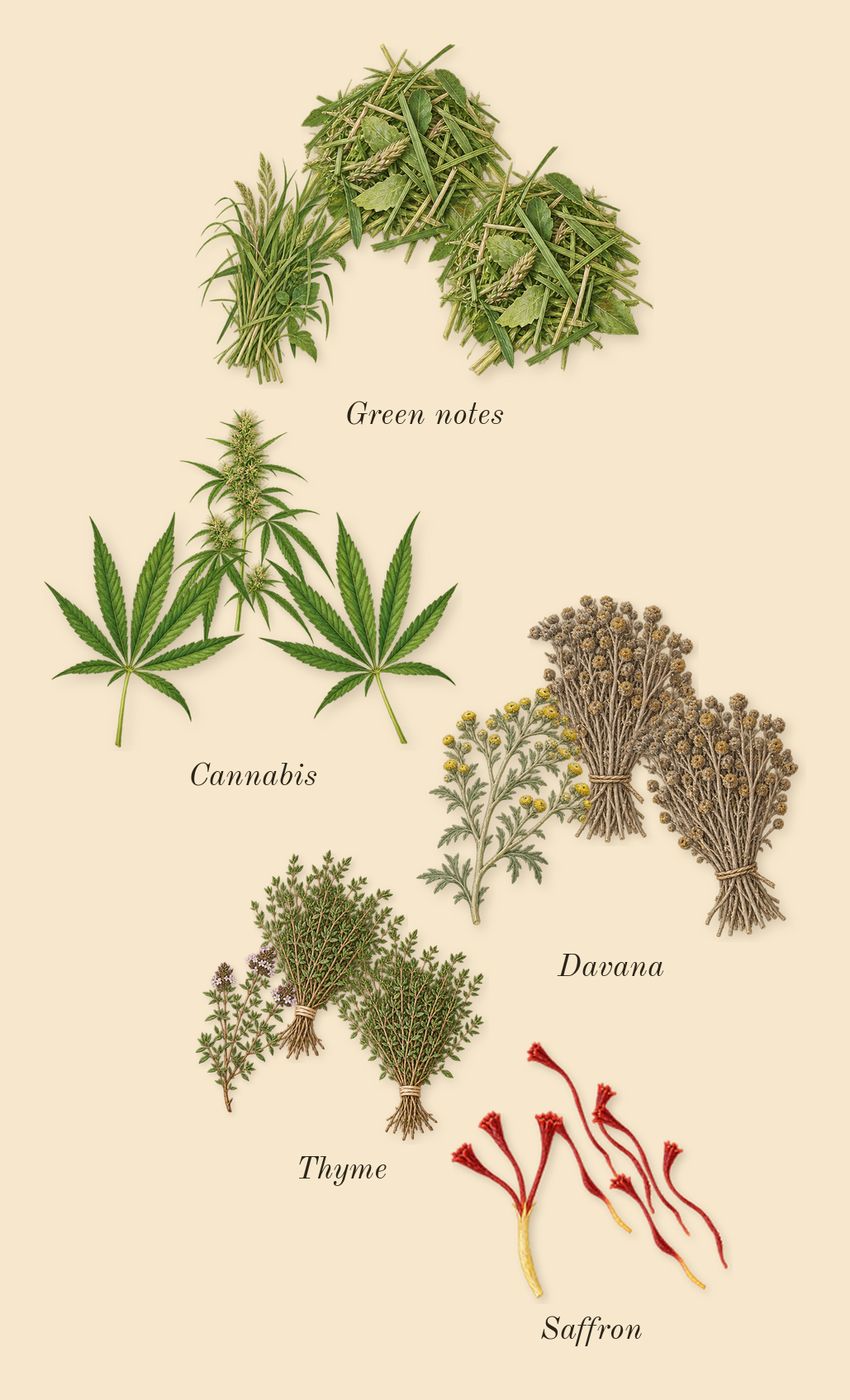 Hawas Viper, top notes: Cannabis, Green notes, Davana, Saffron, Thyme