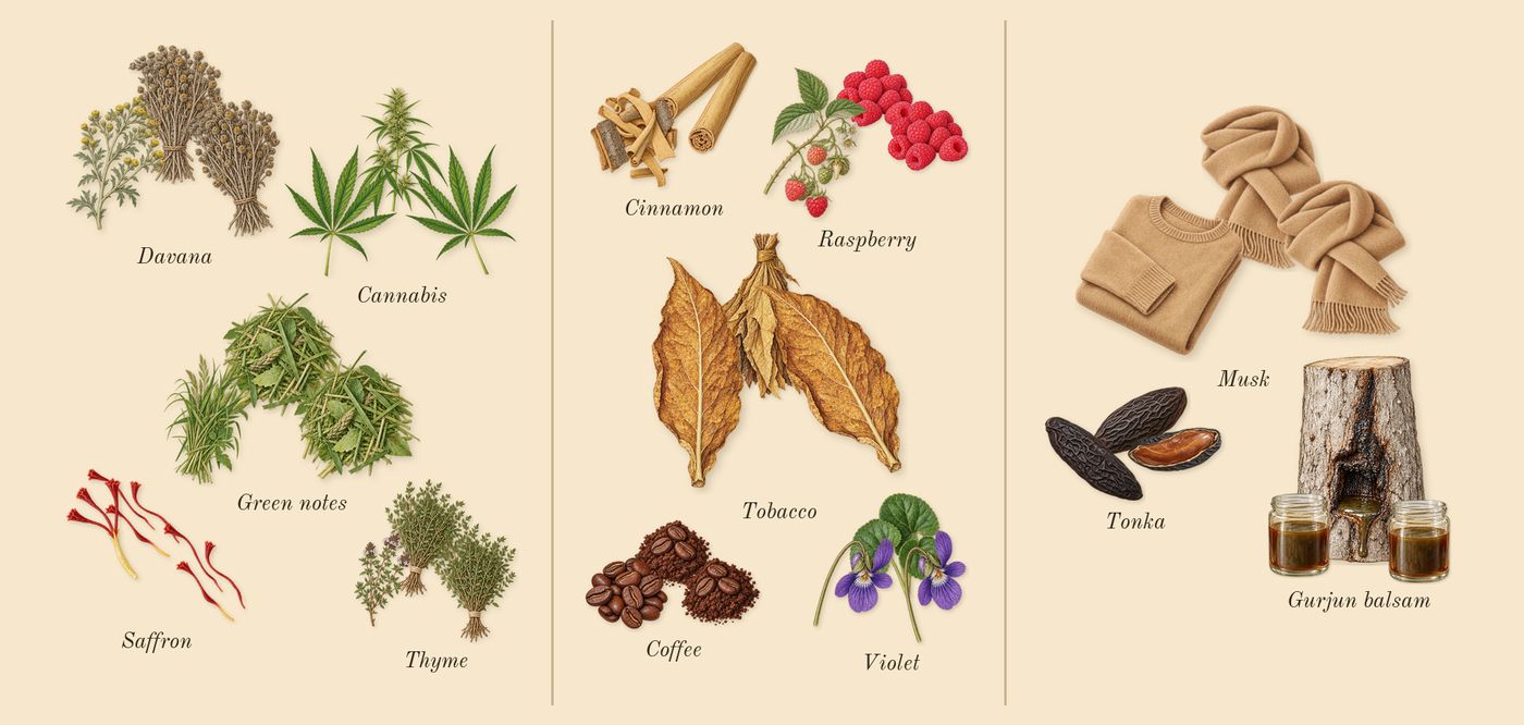 Hawas Viper’s scent picture, a draft: cannabis, green notes, davana, saffron, thyme, tobacco drawn so far; dashed outlines where nothing is drawn yet