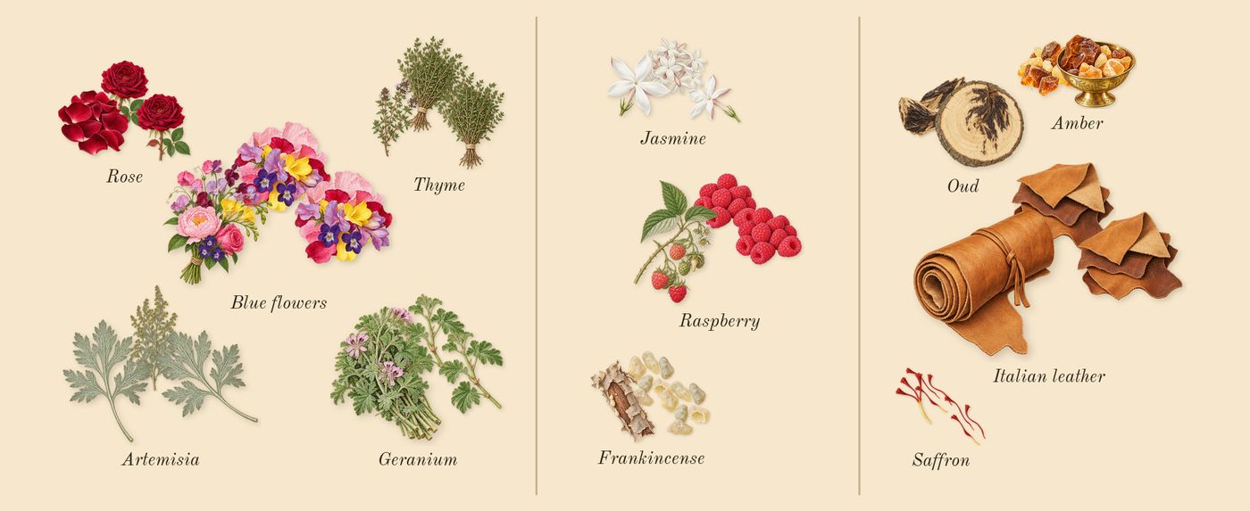 La Yuqawam Pour Homme’s scent picture, a draft: rose, geranium, blue flowers, frankincense, jasmine, italian leather drawn so far; dashed outlines where nothing is drawn yet