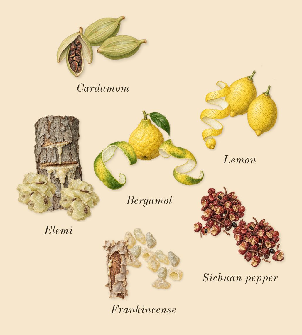 Terra, top notes: Frankincense, Cardamom, Elemi, Lemon, Bergamot, Sichuan pepper