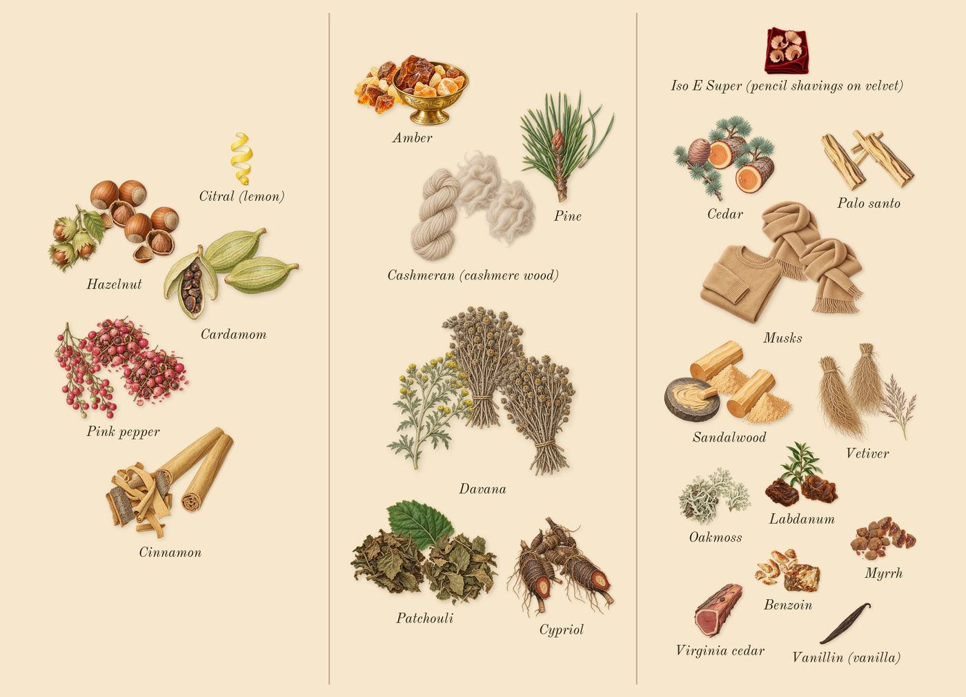 Reasons’s scent picture, a draft: cardamom, hazelnut, cinnamon, pink pepper, patchouli, pine drawn so far; dashed outlines where nothing is drawn yet