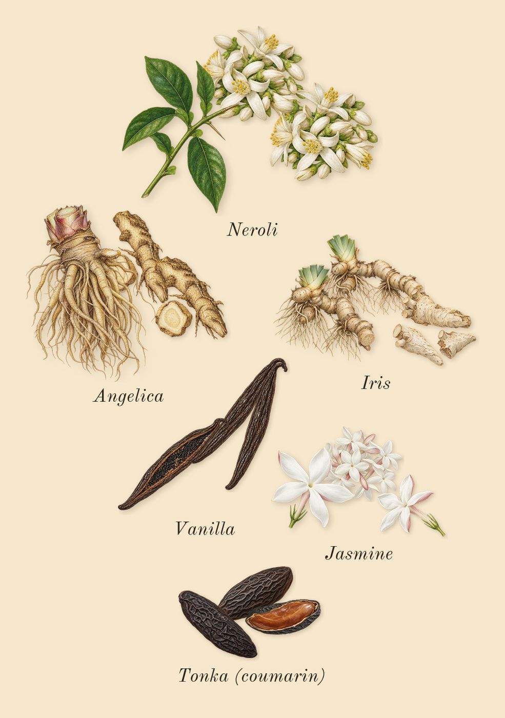 Reflection 45 Man, heart: Neroli, Iris, Jasmine, Angelica, Tonka (coumarin), Vanilla