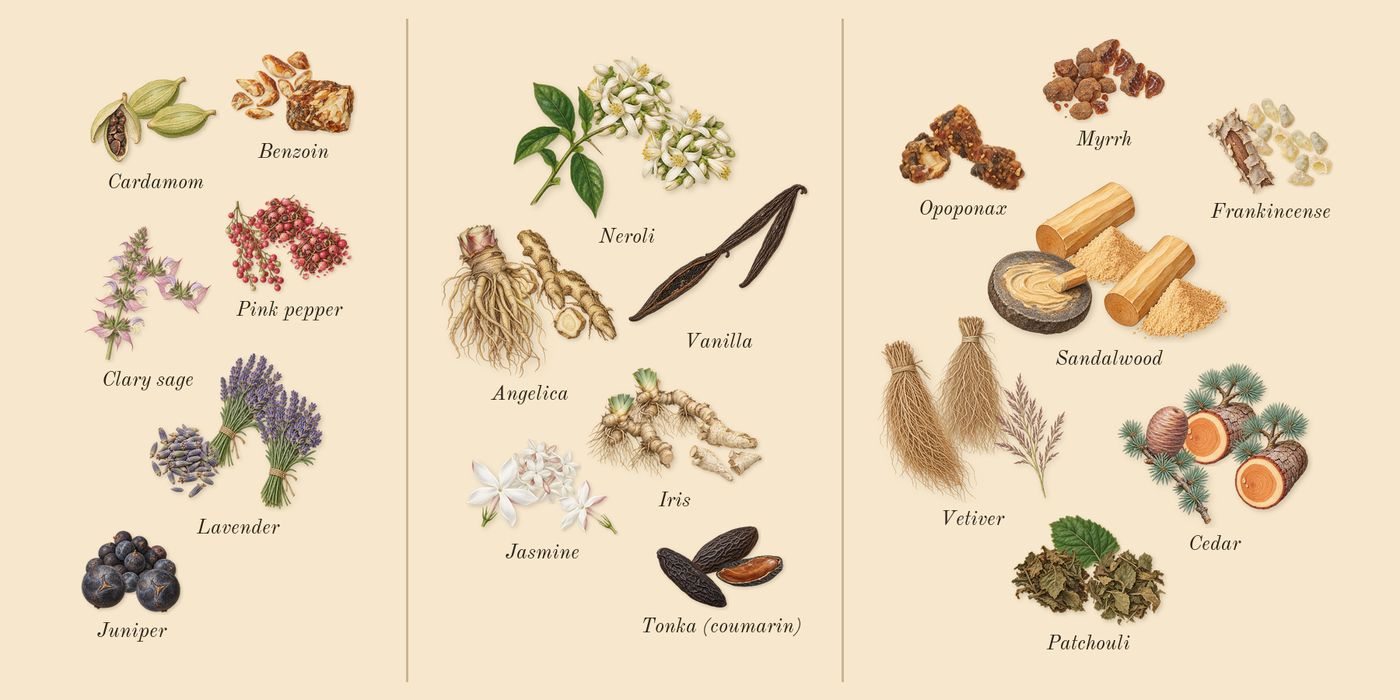 Reflection 45 Man’s scent picture, a draft: benzoin, pink pepper, clary sage, lavender, cardamom, juniper drawn so far; dashed outlines where nothing is drawn yet