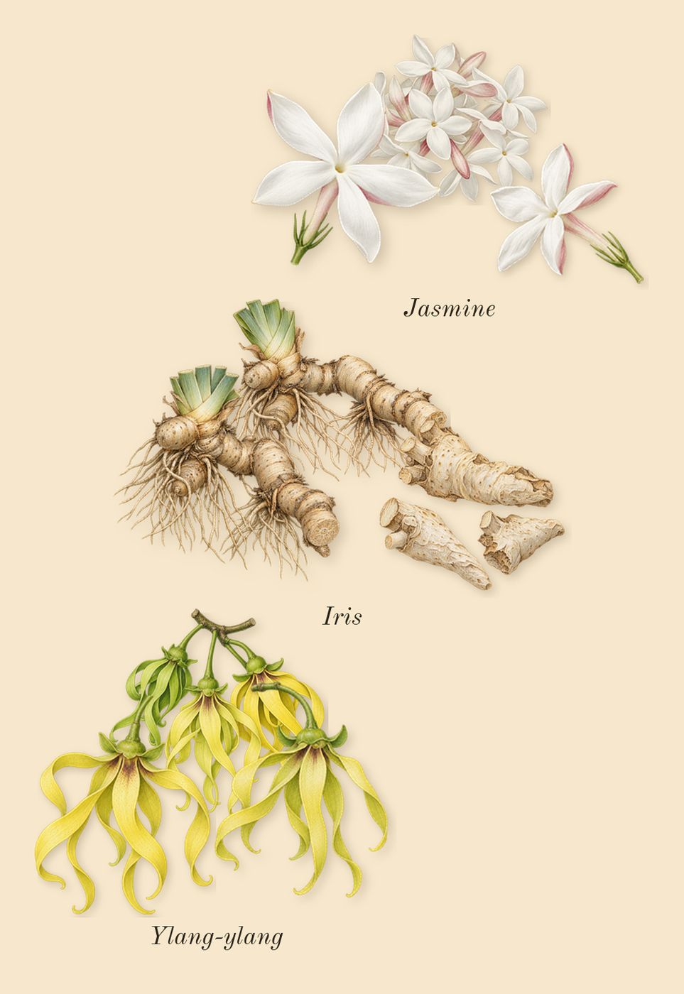 Reflection Man, heart: Iris, Jasmine, Ylang-ylang