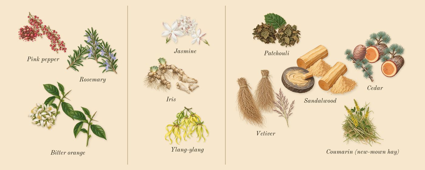 Reflection Man’s scent picture, a draft: rosemary, pink pepper, bitter orange, iris, jasmine, ylang-ylang drawn so far; dashed outlines where nothing is drawn yet