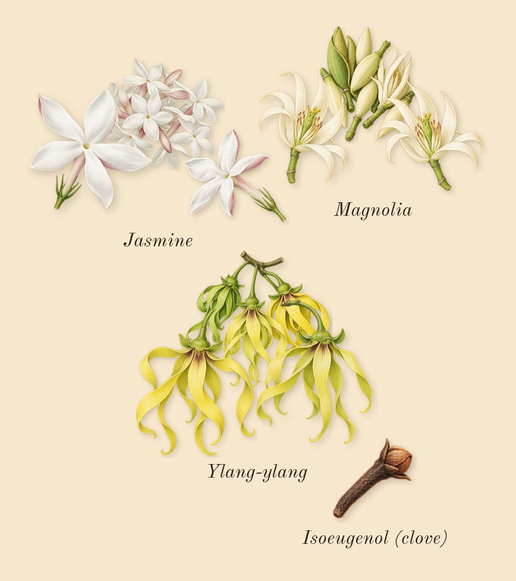 Reflection Woman, heart: Magnolia, Ylang-ylang, Jasmine, Isoeugenol (clove)