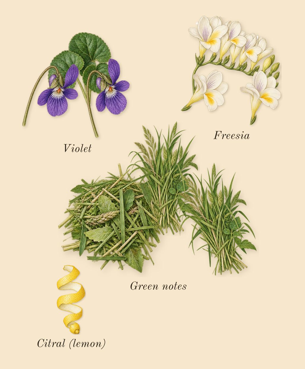 Reflection Woman, top notes: Violet, Freesia, Green notes, Citral (lemon)
