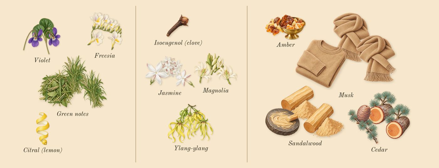 Reflection Woman’s scent picture, a draft: violet, freesia, green notes, magnolia, ylang-ylang, jasmine drawn so far; dashed outlines where nothing is drawn yet