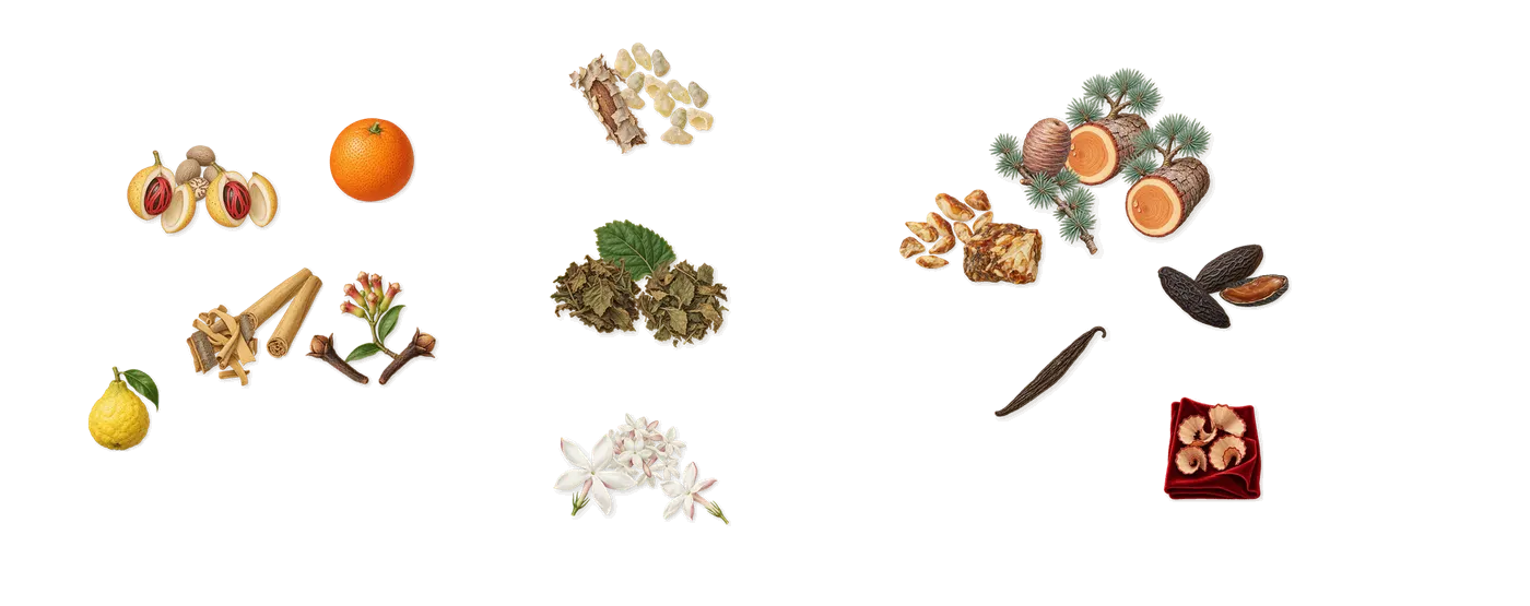 Blood Spider Orchids’s scent picture, a draft: cinnamon, clove, nutmeg, frankincense, jasmine, patchouli drawn so far; dashed outlines where nothing is drawn yet