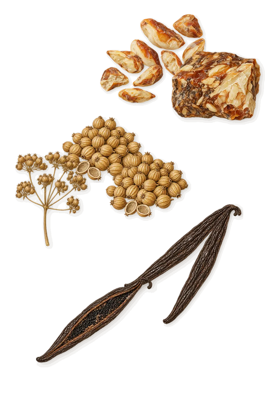 Green Vanille, as it settles: Vanilla, Coriander, Benzoin