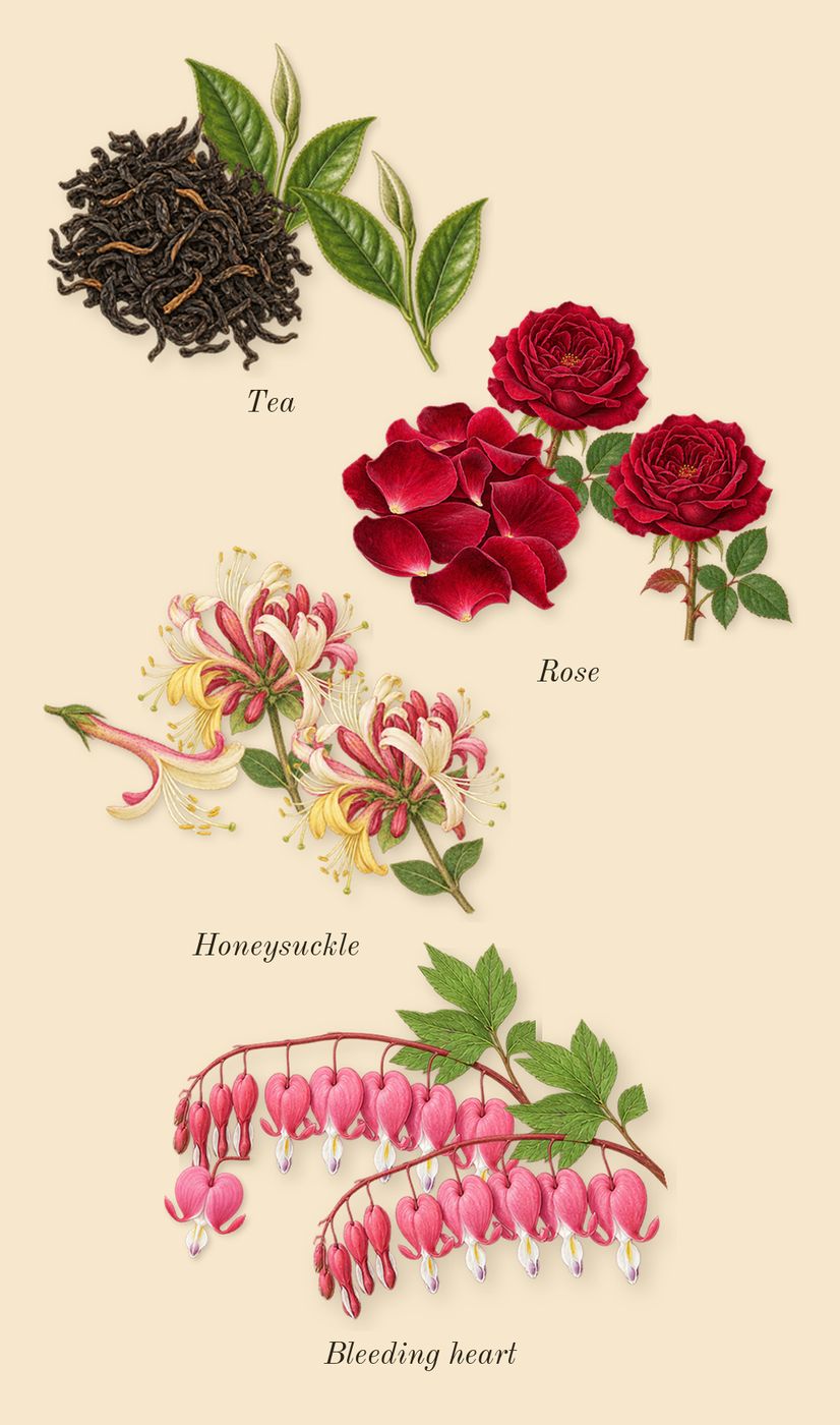Little Flower, heart: Rose, Honeysuckle, Tea, Bleeding heart