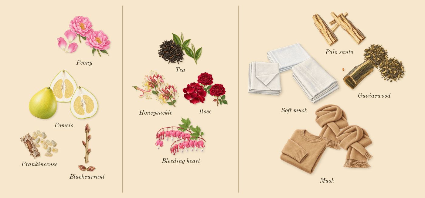 Little Flower’s scent picture, a draft: blackcurrant, pomelo, peony, rose, honeysuckle, tea drawn so far; dashed outlines where nothing is drawn yet