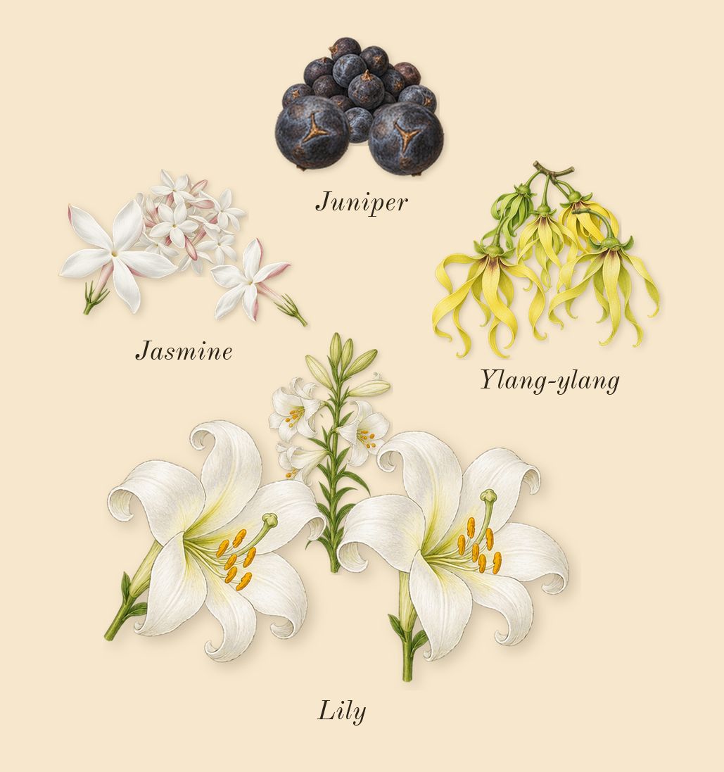 Remain, heart: Lily, Ylang-ylang, Juniper, Jasmine