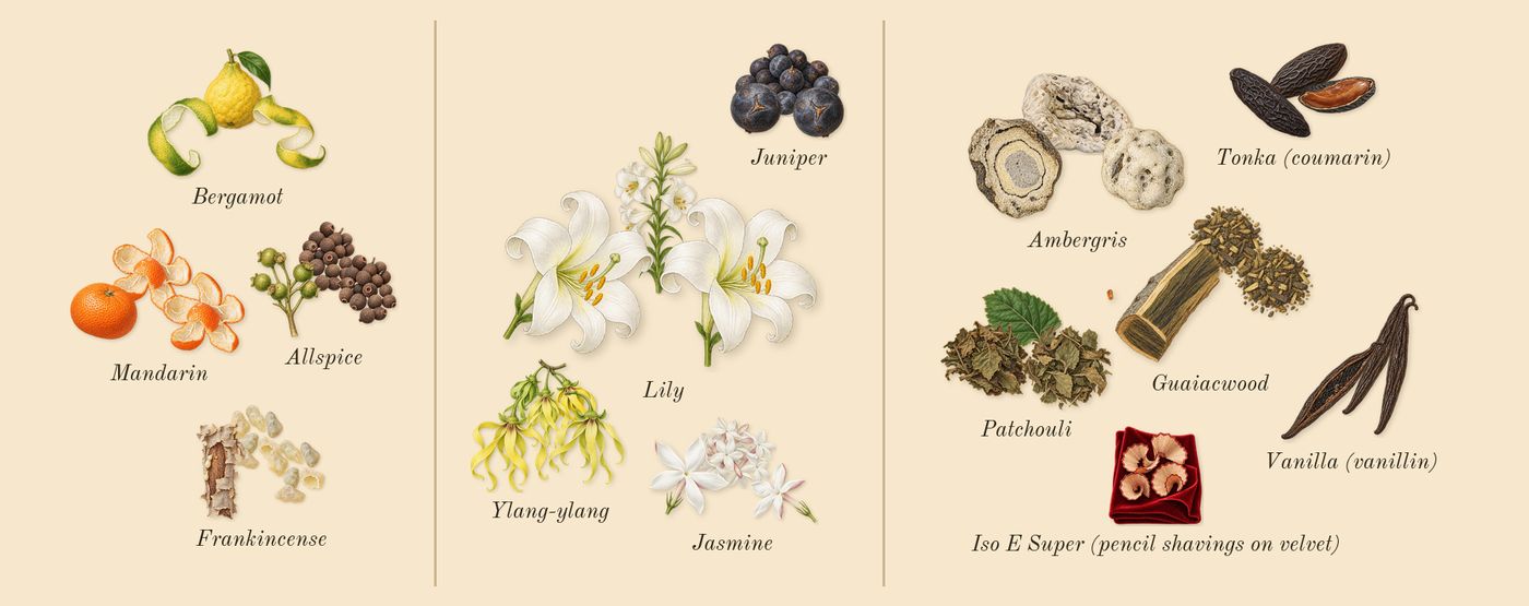 Remain’s scent picture, a draft: frankincense, mandarin, allspice, bergamot, lily, ylang-ylang drawn so far; dashed outlines where nothing is drawn yet