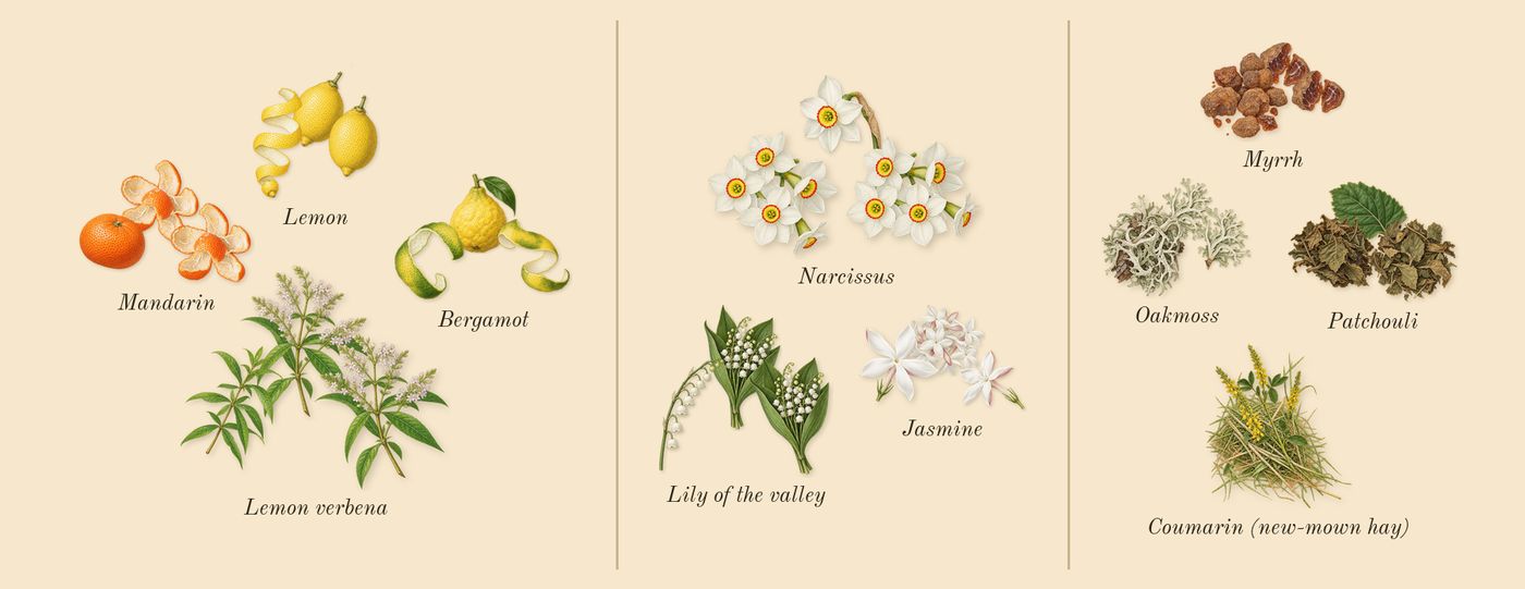 Eau de Rochas’s scent picture, a draft: bergamot, mandarin, lemon, lemon verbena, narcissus, jasmine drawn so far; dashed outlines where nothing is drawn yet