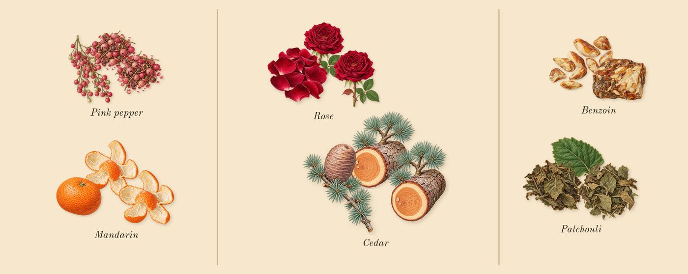 Moustache’s scent picture, a draft: mandarin, pink pepper, rose, cedar, patchouli, benzoin drawn so far; dashed outlines where nothing is drawn yet