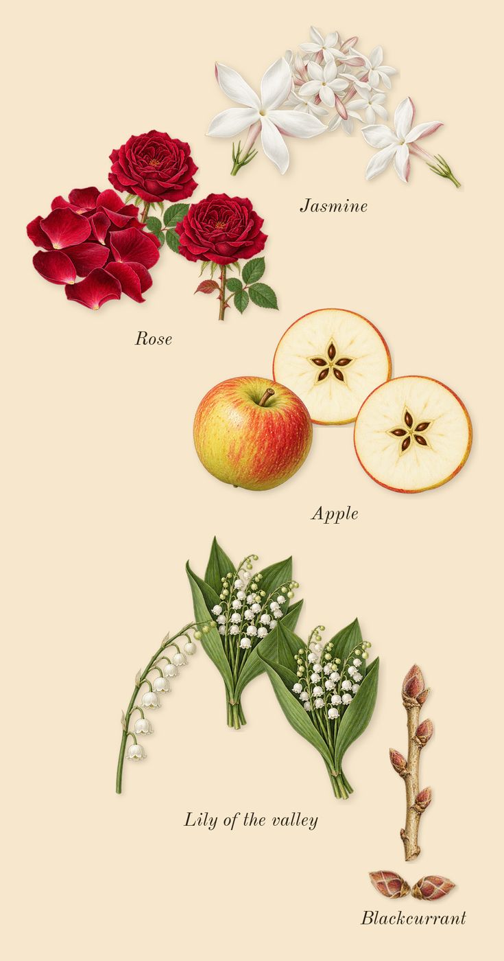 Elysium Pour Homme, heart: Lily of the valley, Rose, Jasmine, Apple, Blackcurrant