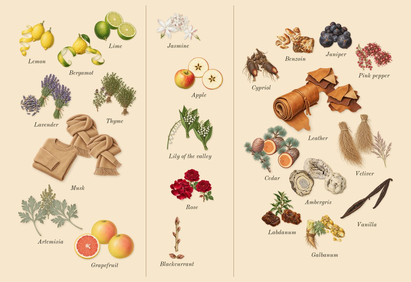 Elysium Pour Homme’s scent picture, a draft: lemon, bergamot, grapefruit, lime, lavender, thyme drawn so far; dashed outlines where nothing is drawn yet