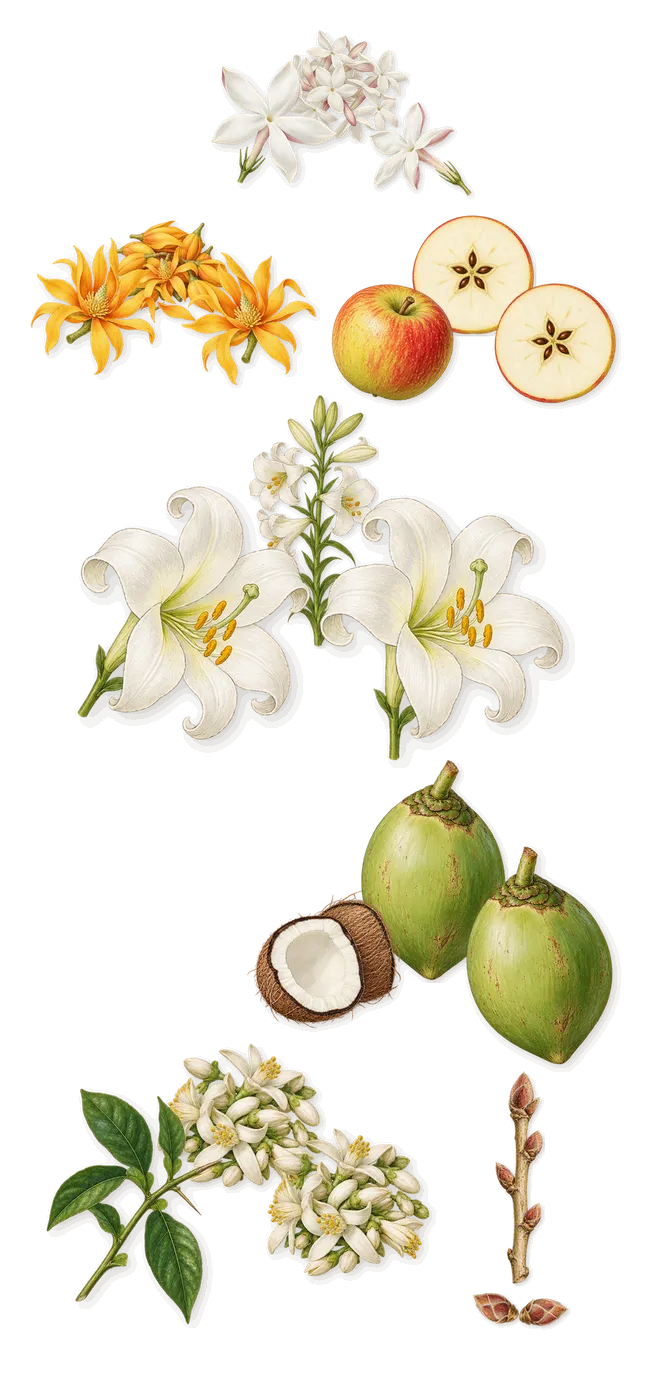 Isola Blu, as it settles: Apple, Blackcurrant, Coconut, Orange blossom, Jasmine, Lily, Champaca